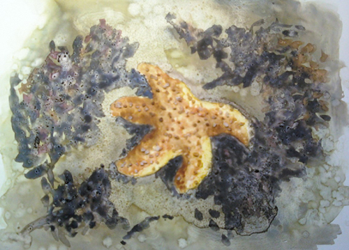 Starfish on Yupo